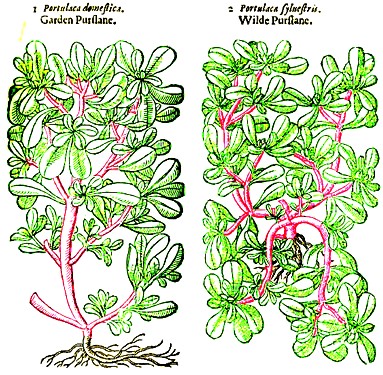 Garden and Wild Purslane